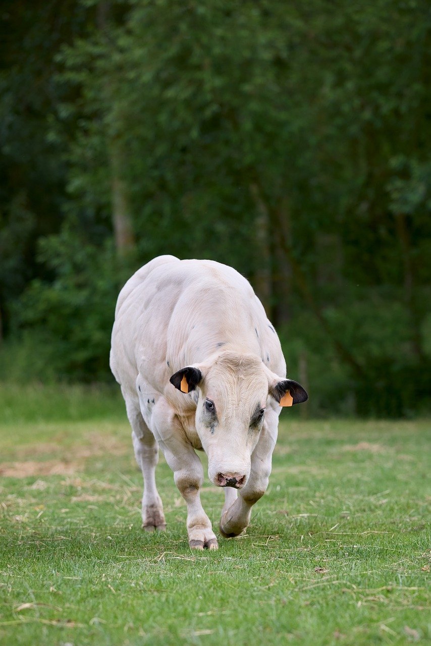 toro pastando